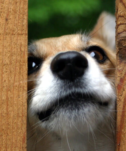 dog looking thru fence