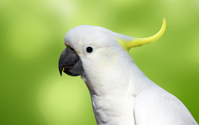 Cockatoo