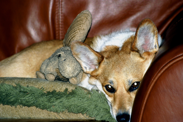 dog with his toy