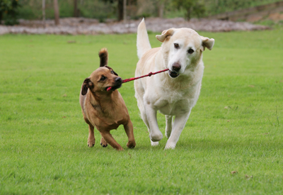 dogs playing