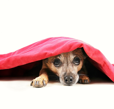 dog under blanket