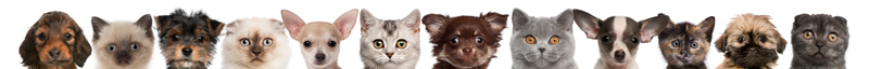 row of pets