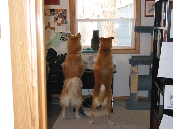 pets looking out window