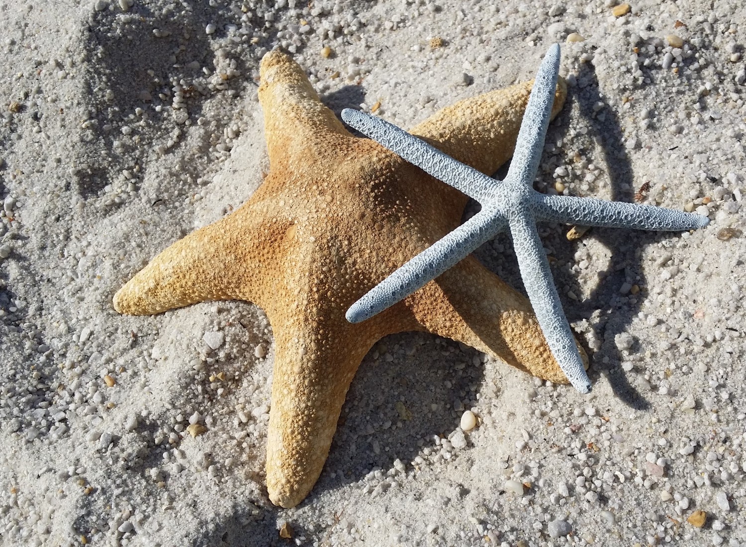 Starfish