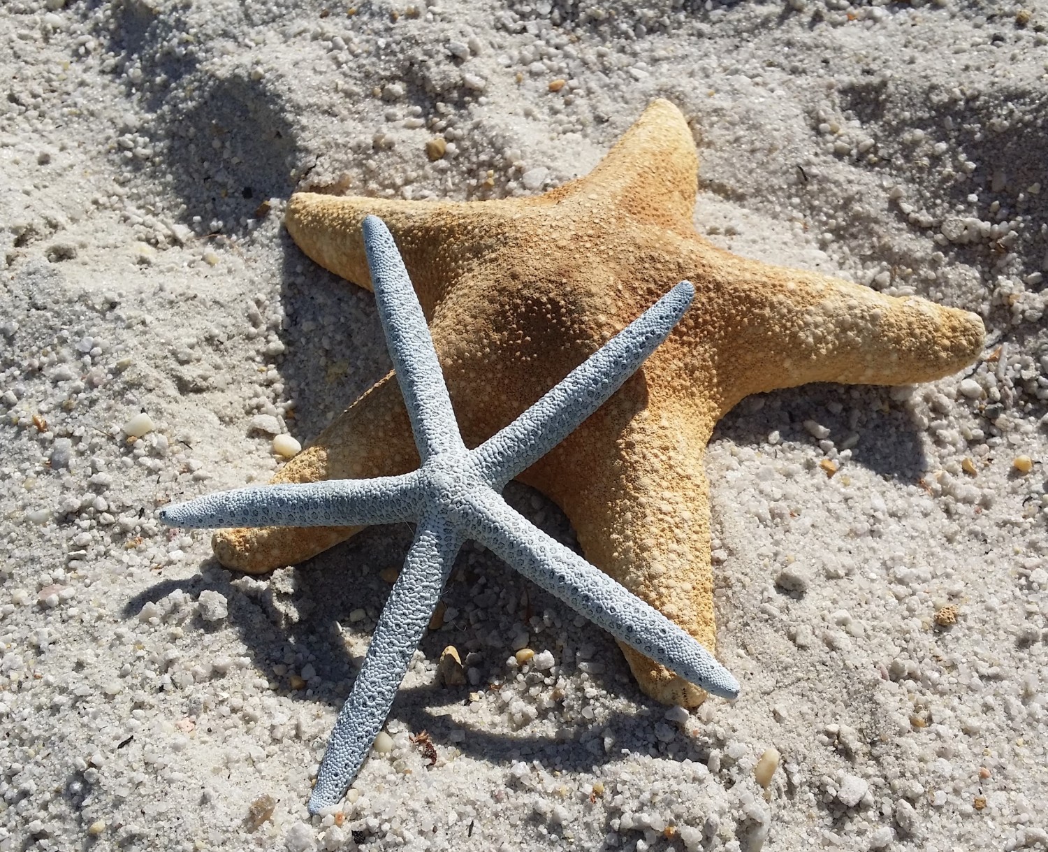 Starfish